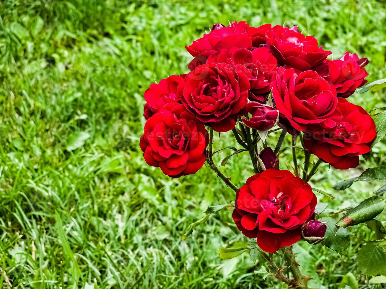 Close-up of a blooming branch of dark red border rose on a blurred green background. Border rose Tornado blooms in the garden photo