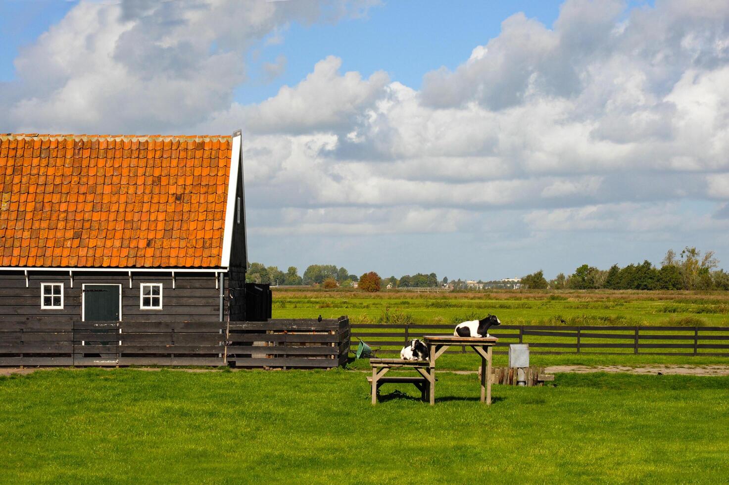 Goats in the Netherlands that are black and white and resemble cows. photo