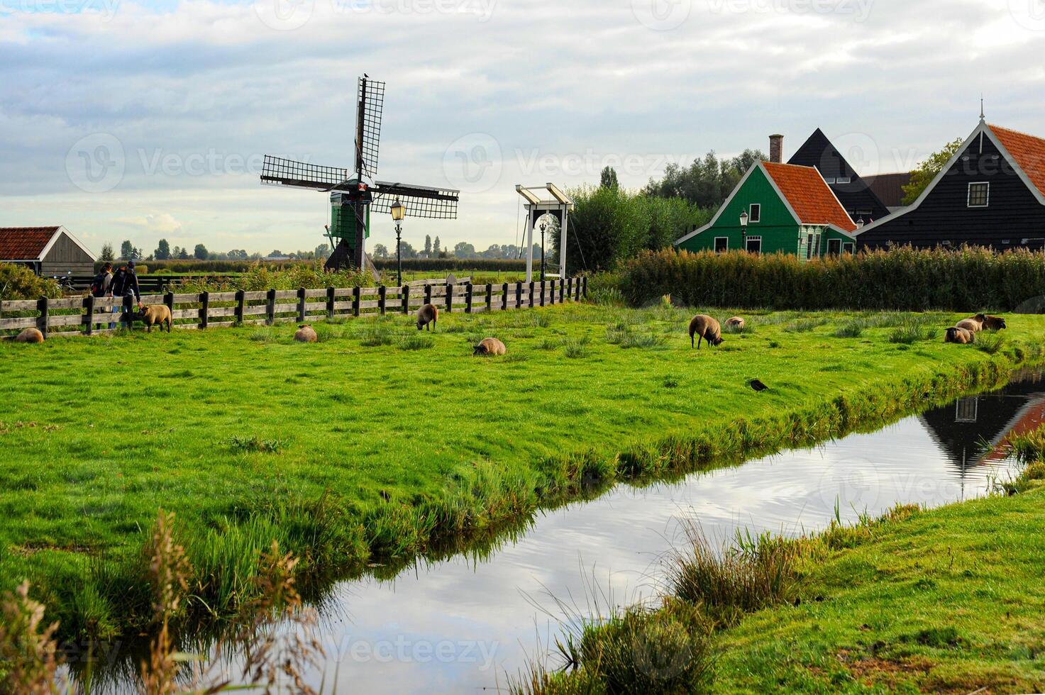 A little farm with sheep on a small canal and a historic windmill are features of the Dutch landscape. photo