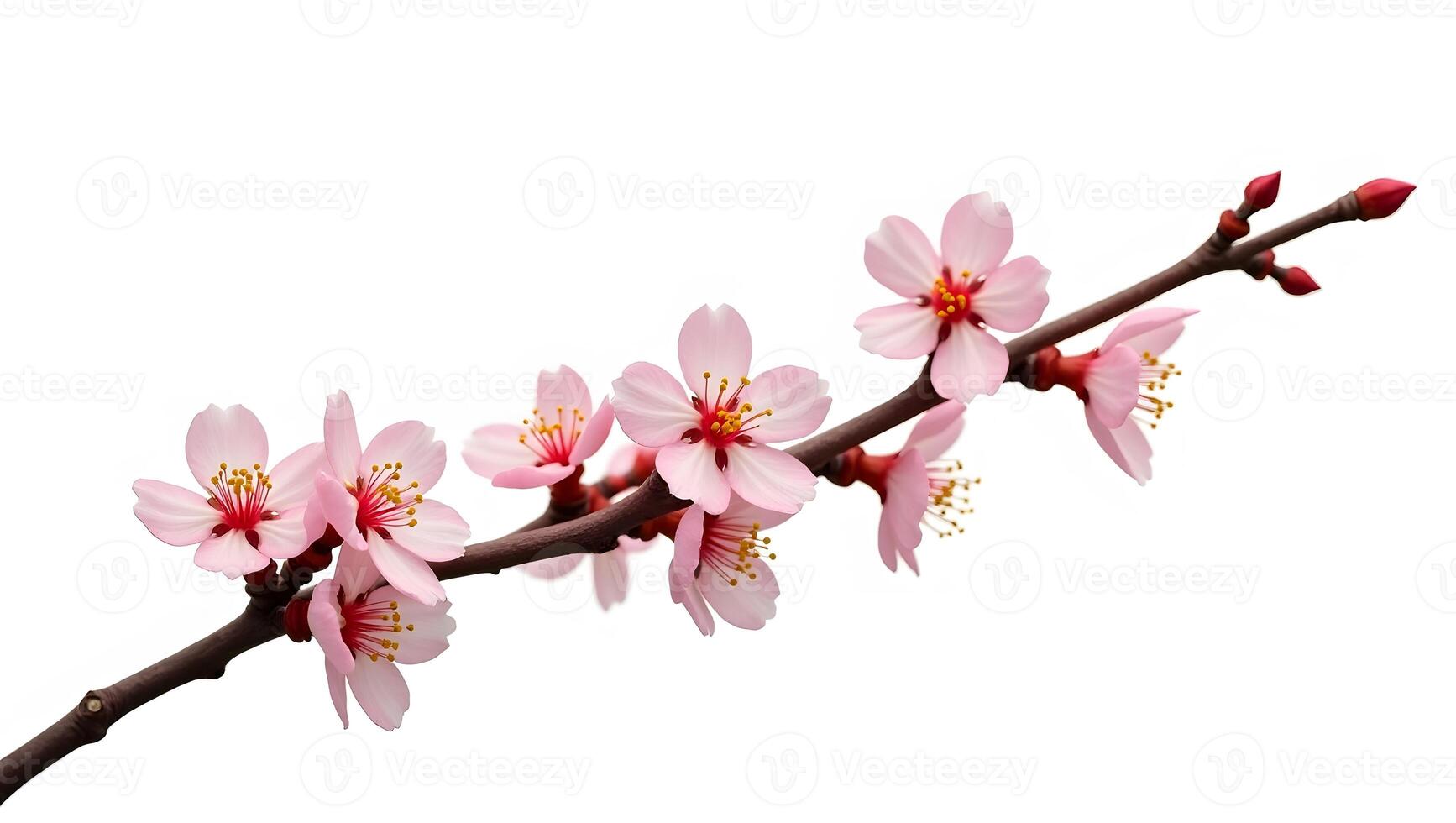 Crabapple Branch with Twisted Structure and Pink Flowers on White Background photo