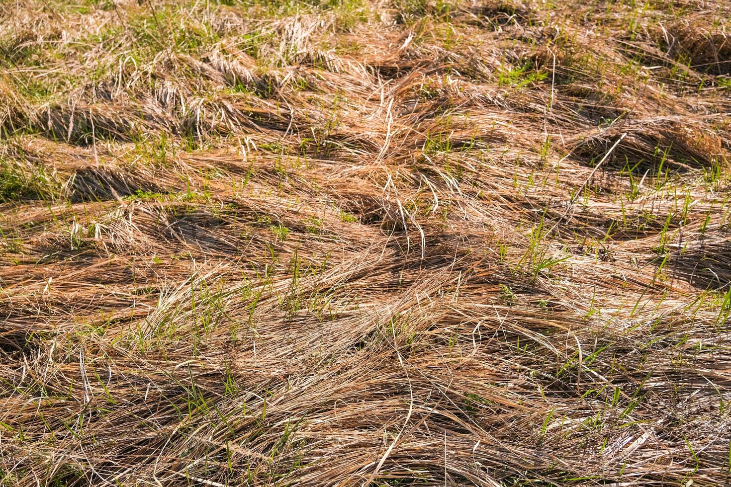 moscow, russia, 10.05.2025 A field of dry grass with a few patches of green grass photo