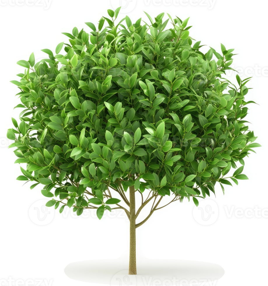 Isolated full view of a lush small tree with vibrant foliage. png