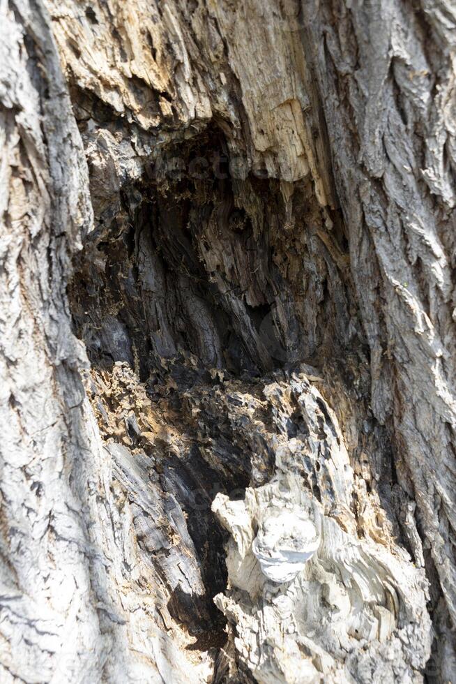 Hollow in a tree. Damaged bark. Texture of tree bark photo