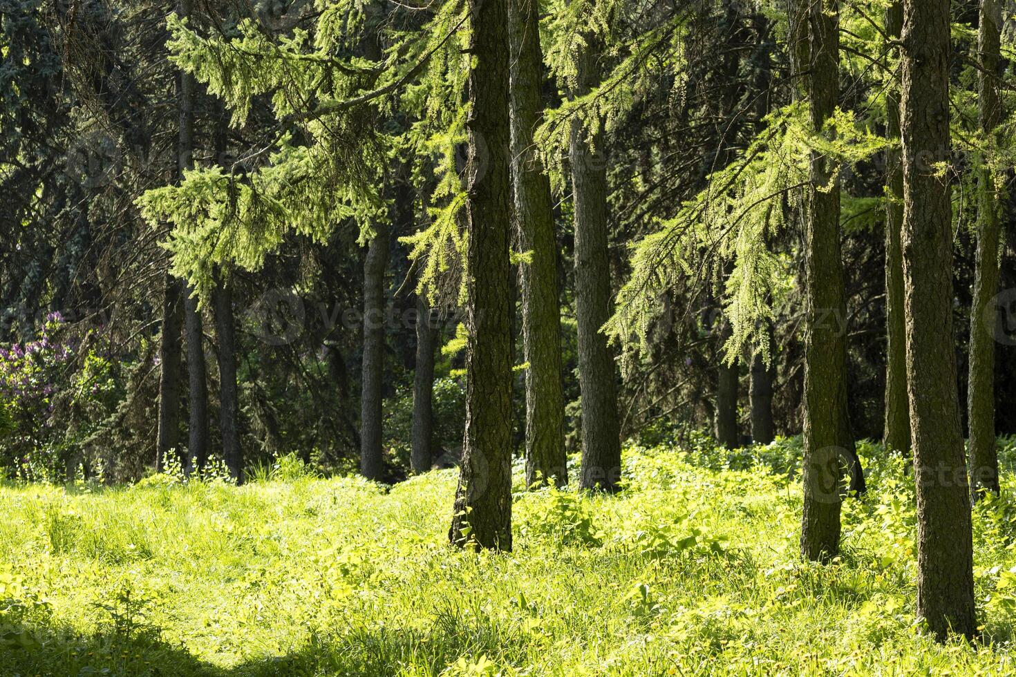 The bright sun is beautifully shining through the lush trees in the forest photo
