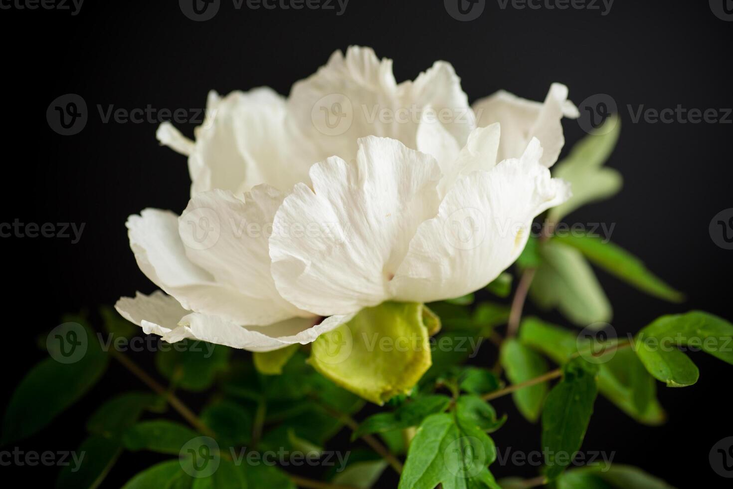 White large tree-like peony flower on a black background photo