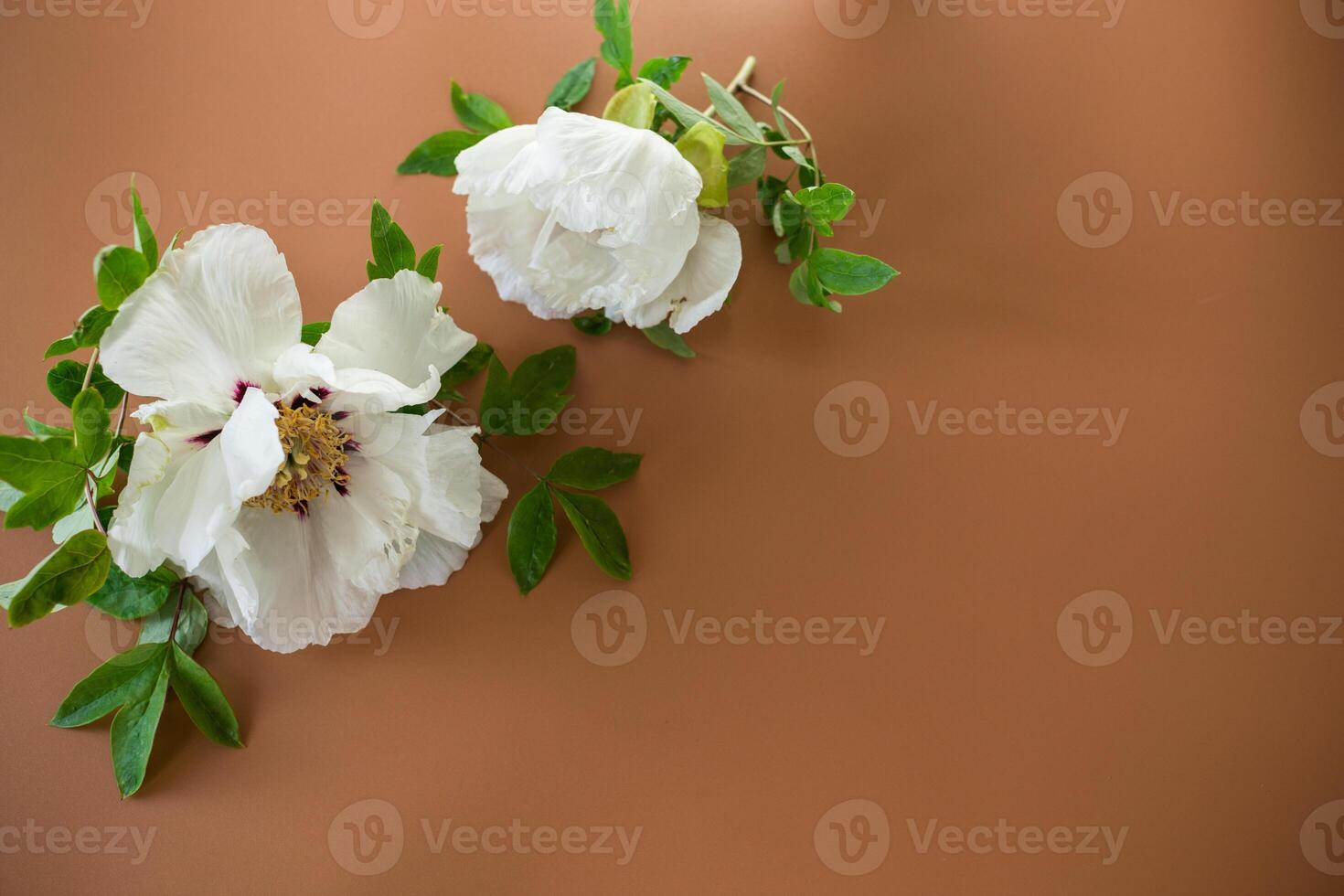 Elegant white peony with empty space for text photo