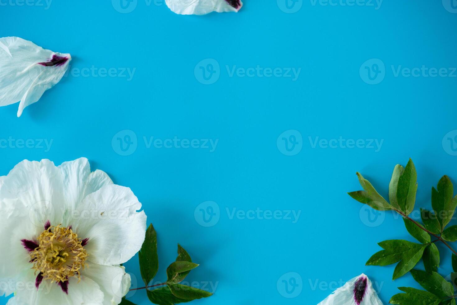Floral background. White large tree-like peony flower on a blue background. Top view. Clean space for text photo