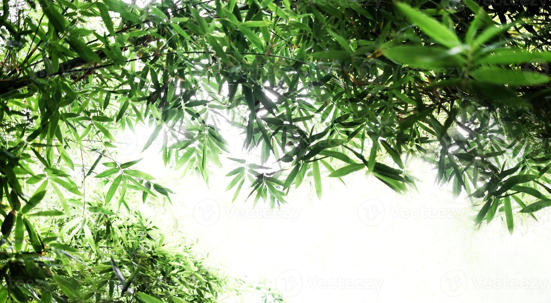Bamboos green leaves and bamboo tree with bokeh in nature forest photo