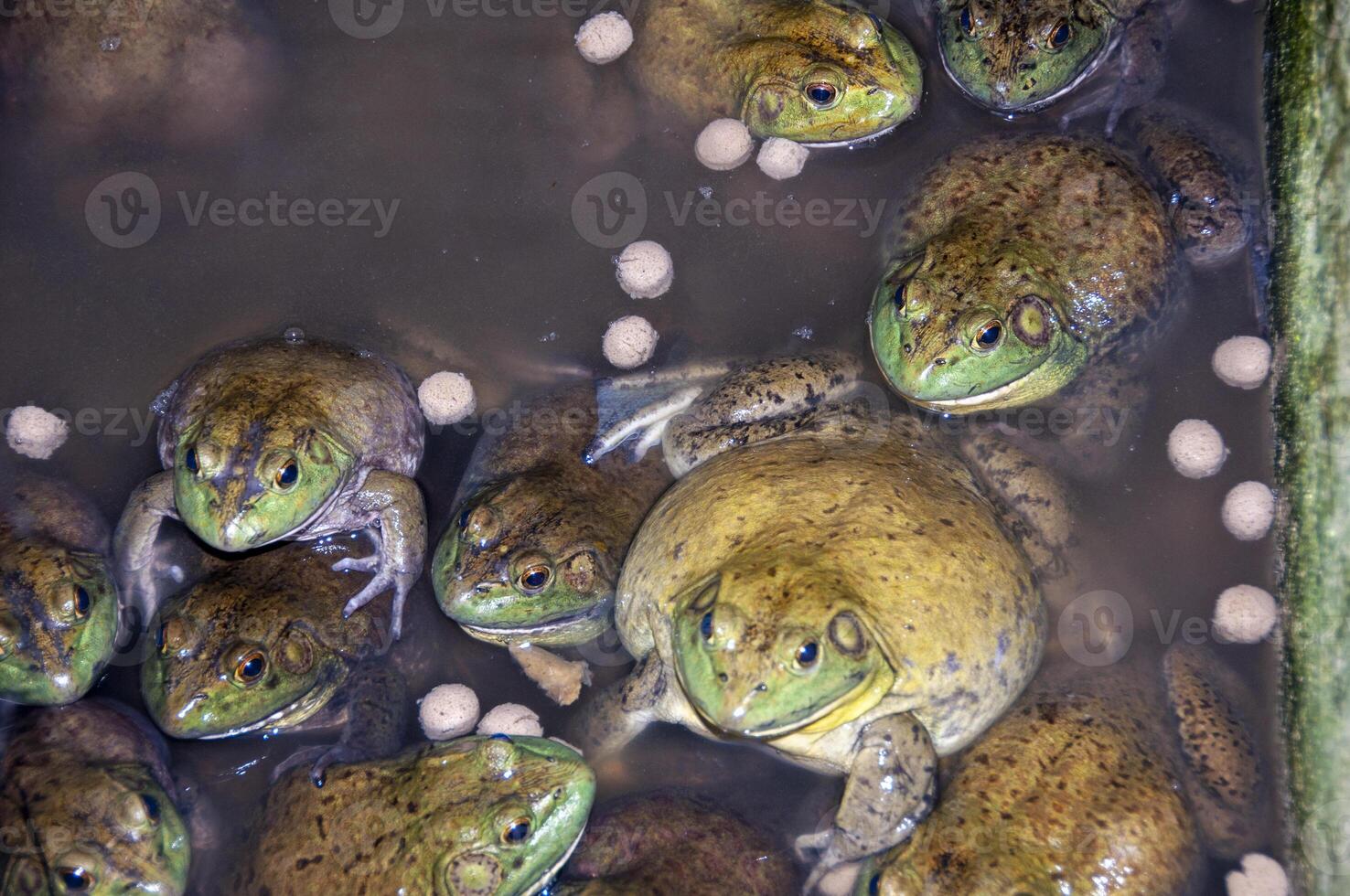 Top view of a group of babies giant African bullfrogs. Wild animal concept photo