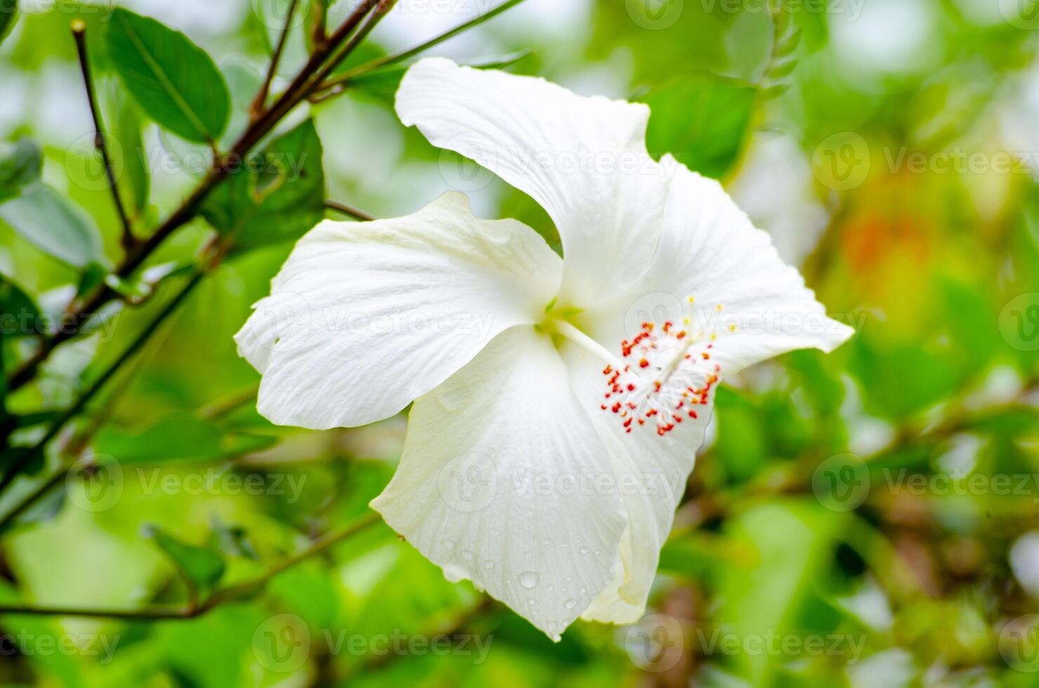 Gardenia or White Hibiscus flower with customizable space for text. Nature beauty concept. photo