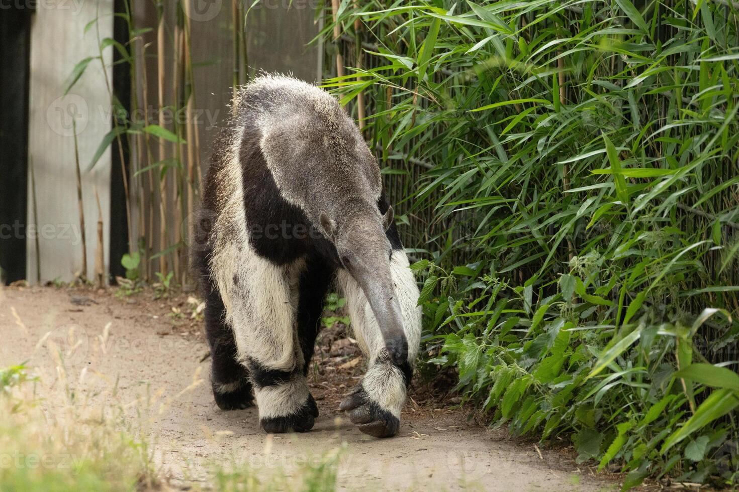 One Giant anteater cute animal from Brazil. photo