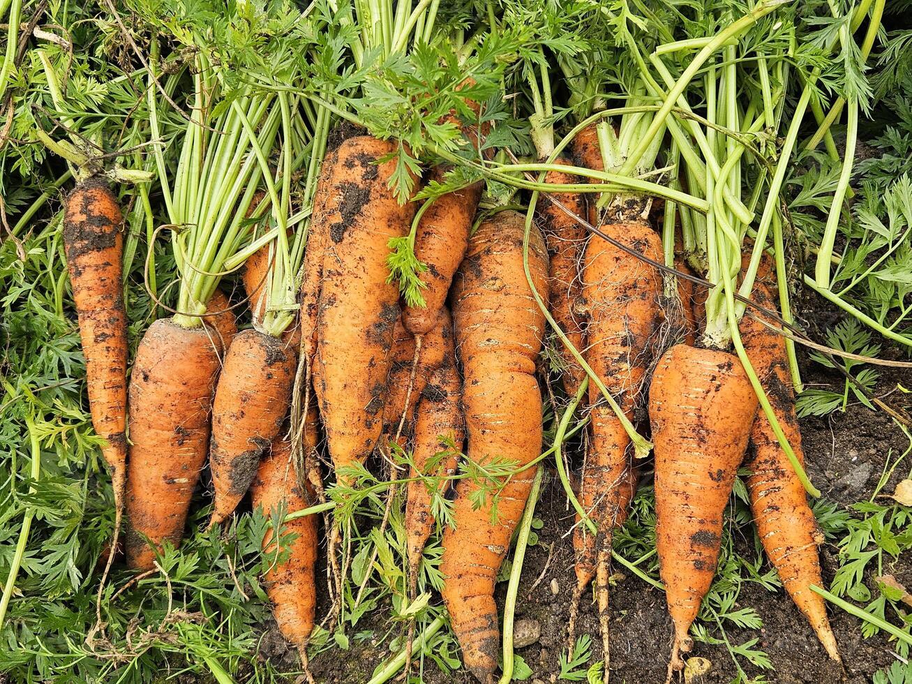 Carrots with tops on the ground. Harvest. Organic farming. photo