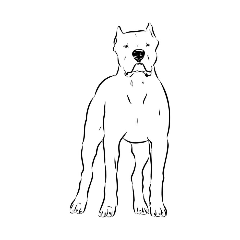 hunting dog Argentine Great Dane handmade drawing vector