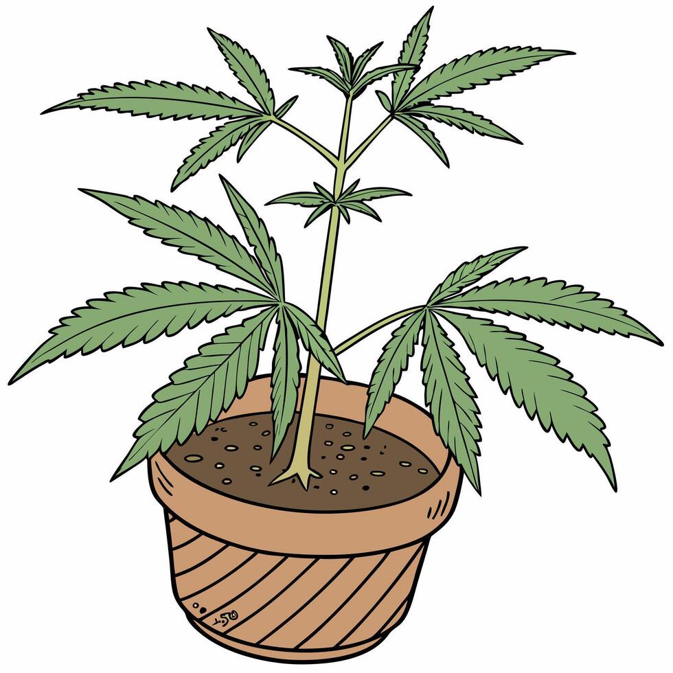 a marijuana plant in a pot on a white background vector