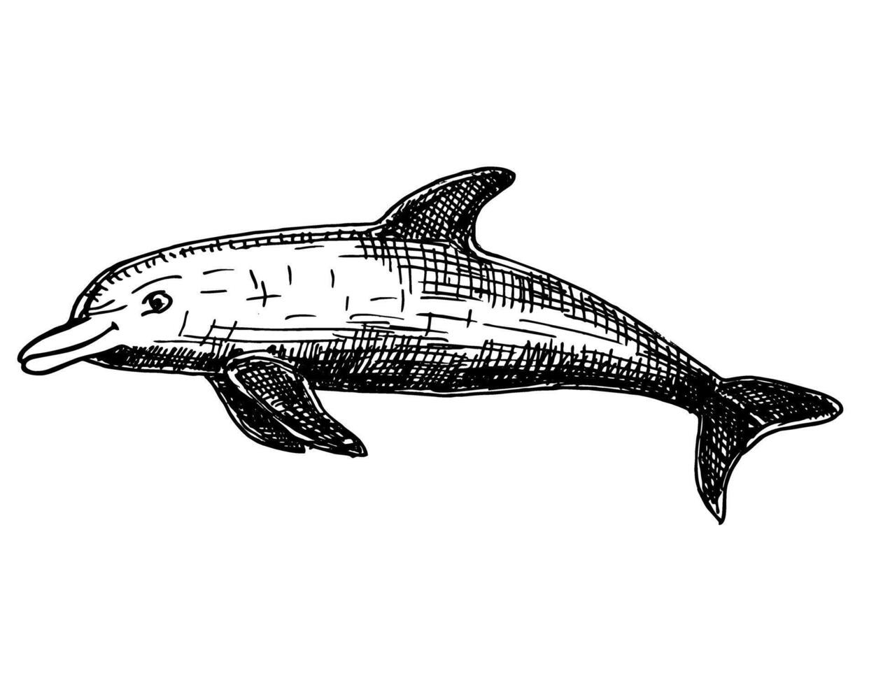 Hand drawn dolphin. Jumping dolphin isolated on white background vector