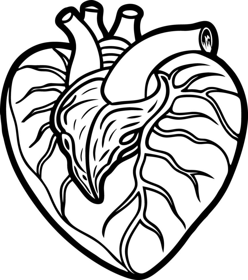 Detailed Line Drawing of a Human silhouette Heart Anatomy Illustration Showing Chambers and Vessels vector