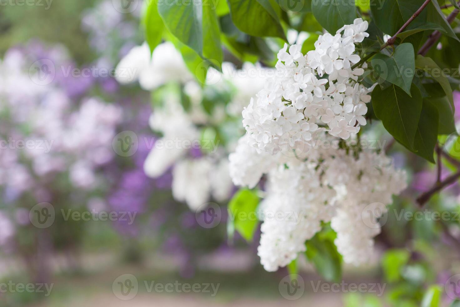 Spring fresh background with white lilac branches in the garden photo