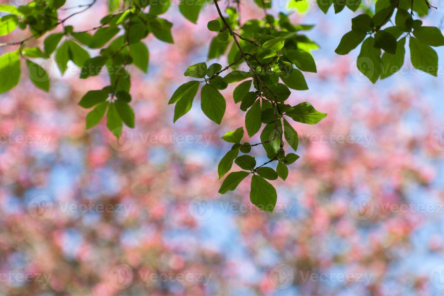 Spring blur bokeh background with green branches photo