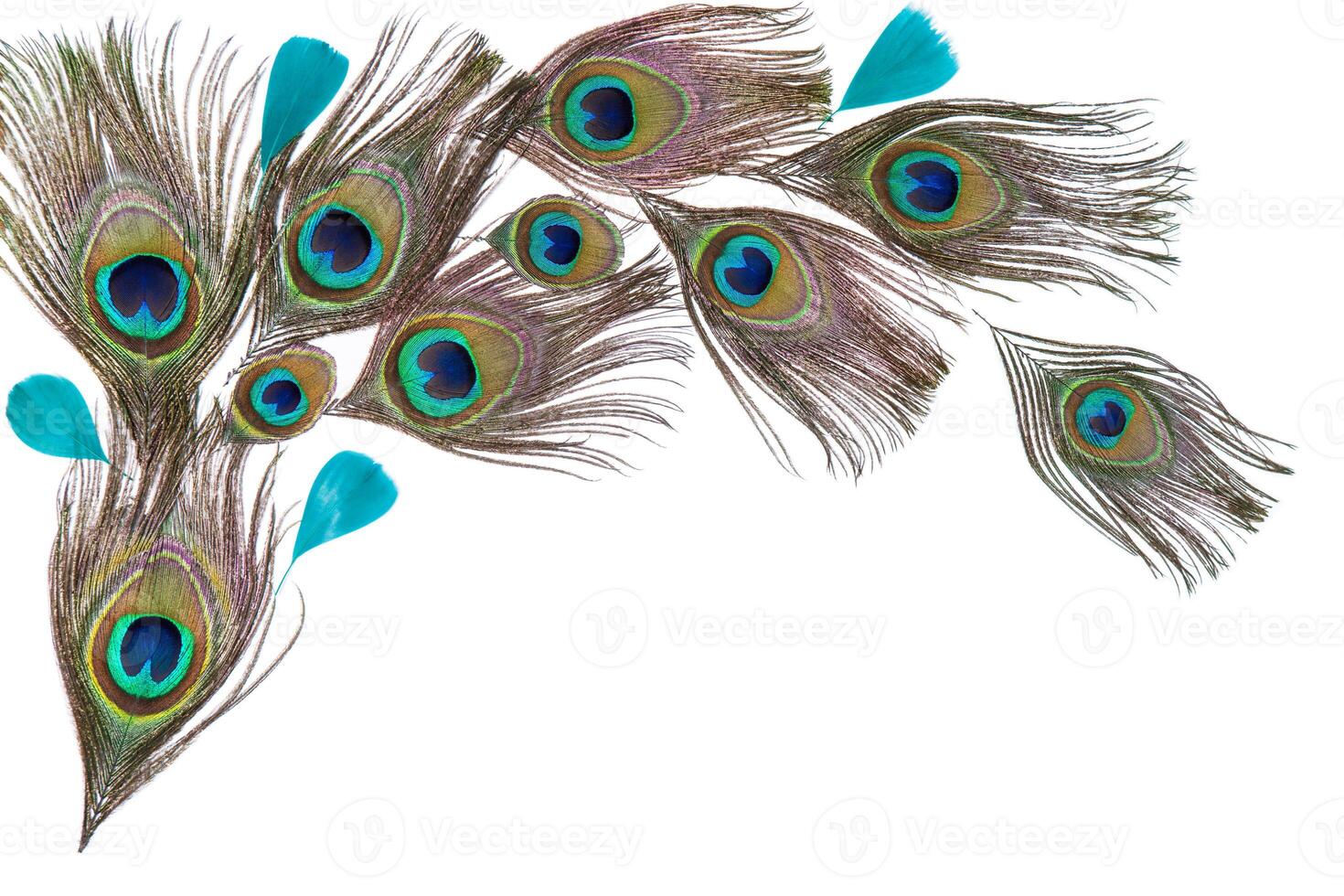 Green peacock feathers on the white background photo