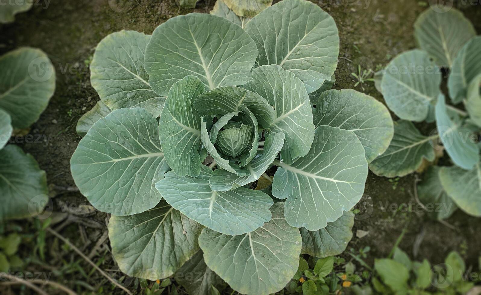 Top View of a Fresh Green Cabbage Plant Growing in Soil. photo