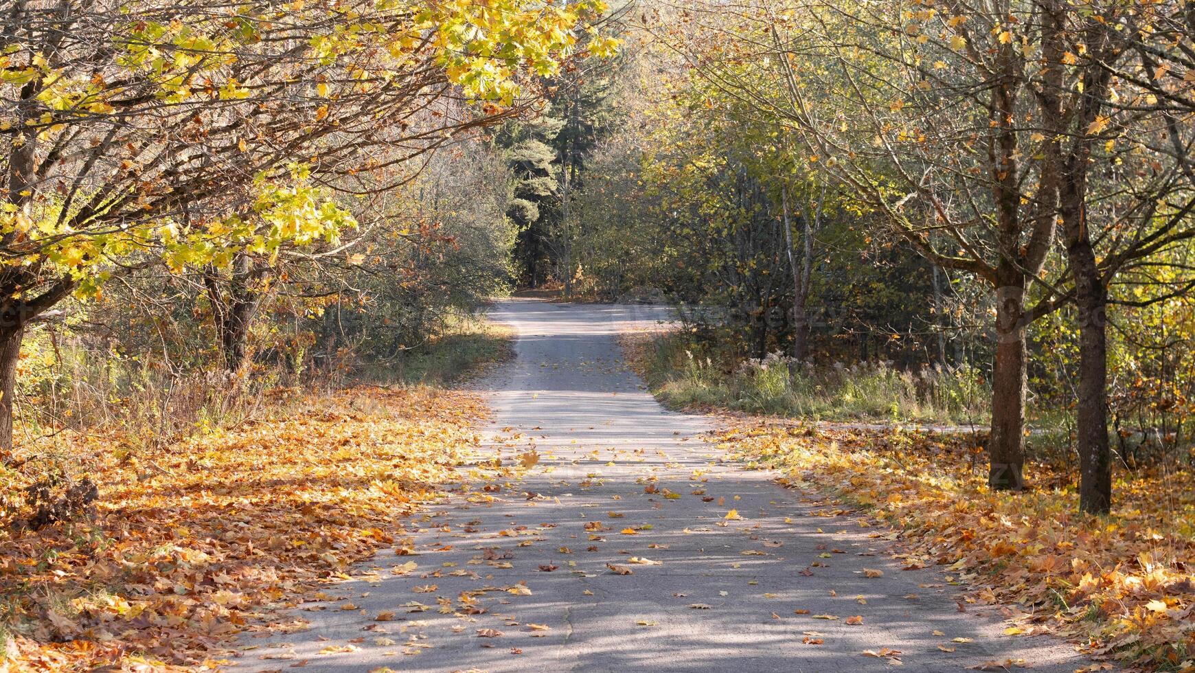 A peaceful autumn pathway that winds through vibrant fall leaves and showcases the serene beauty of nature photo