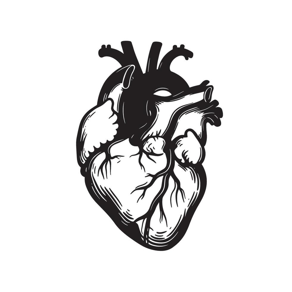 Human anatomical heart silhouette used in educational design science art and graphics vector