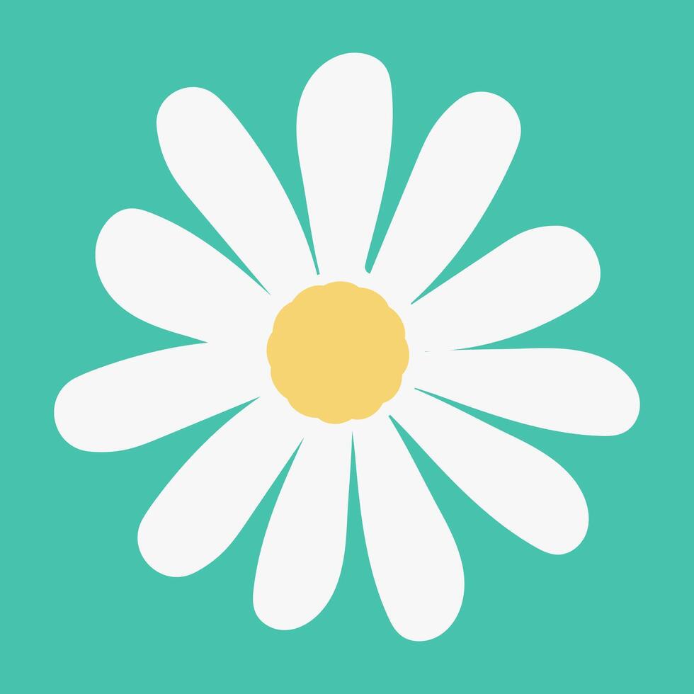 Chamomile flower.Top view.Spring or summer design element for postcard or advertisement.Botanical illustration on isolated background. vector