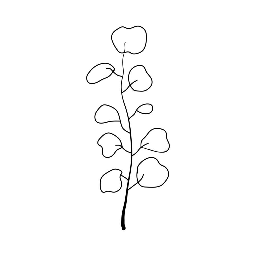 Simple hand drawn black outline of eucalyptus branch. Botanical design element. vector