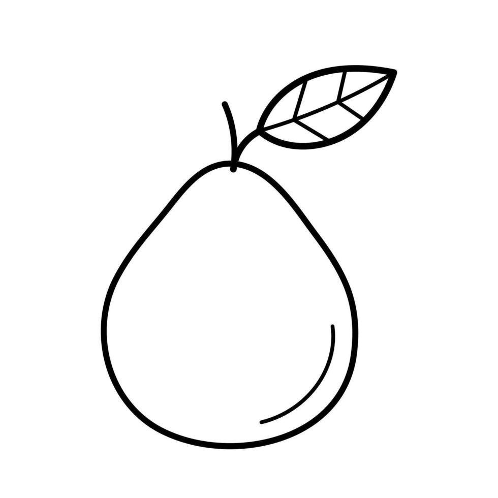 Pomelo. Hand drawn sketch icon of citrus tropical fruit. Isolated illustration in doodle line style vector