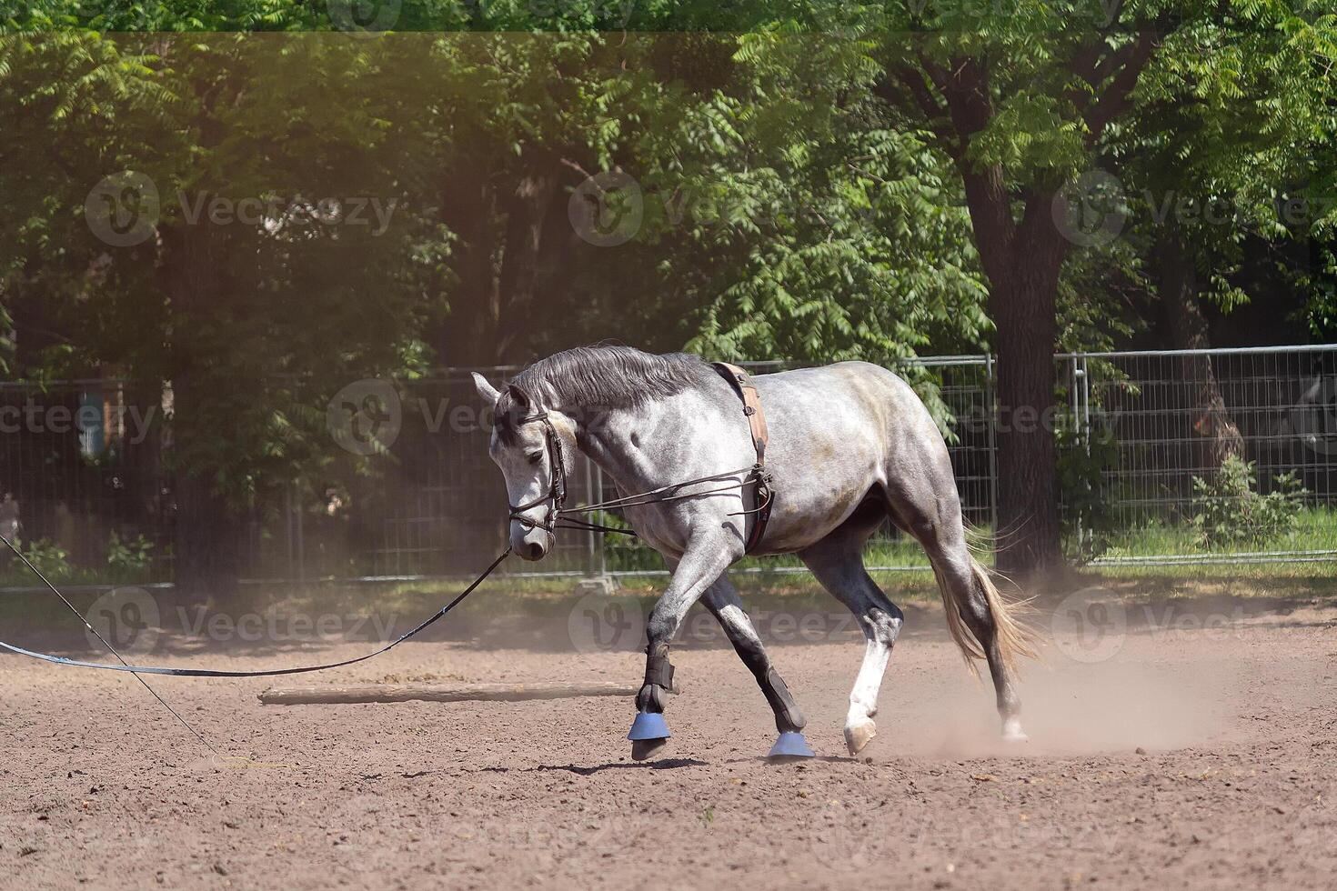 White horse while training at the racetrack. Animals photo