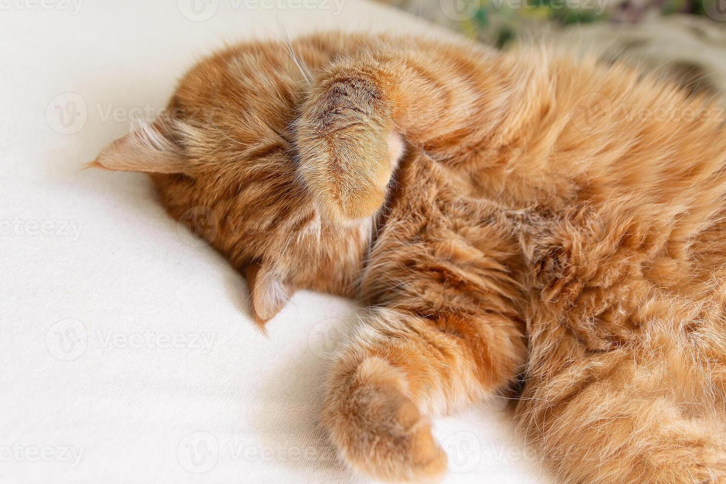 The red cat is sleeping with its face covered by its paws. photo