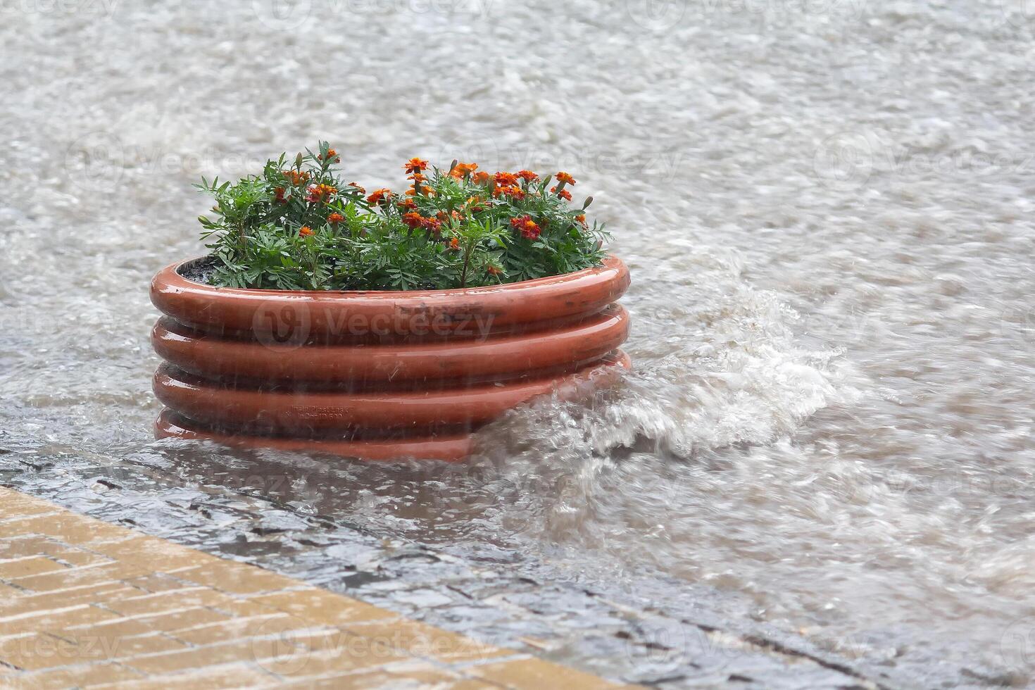 A stream of rainwater flows around a flowerbed on a city street photo