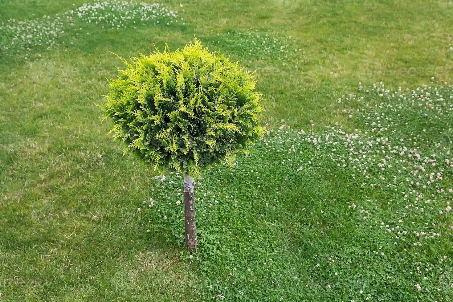 Green lawn with with decorative trees on a sunny summer day photo