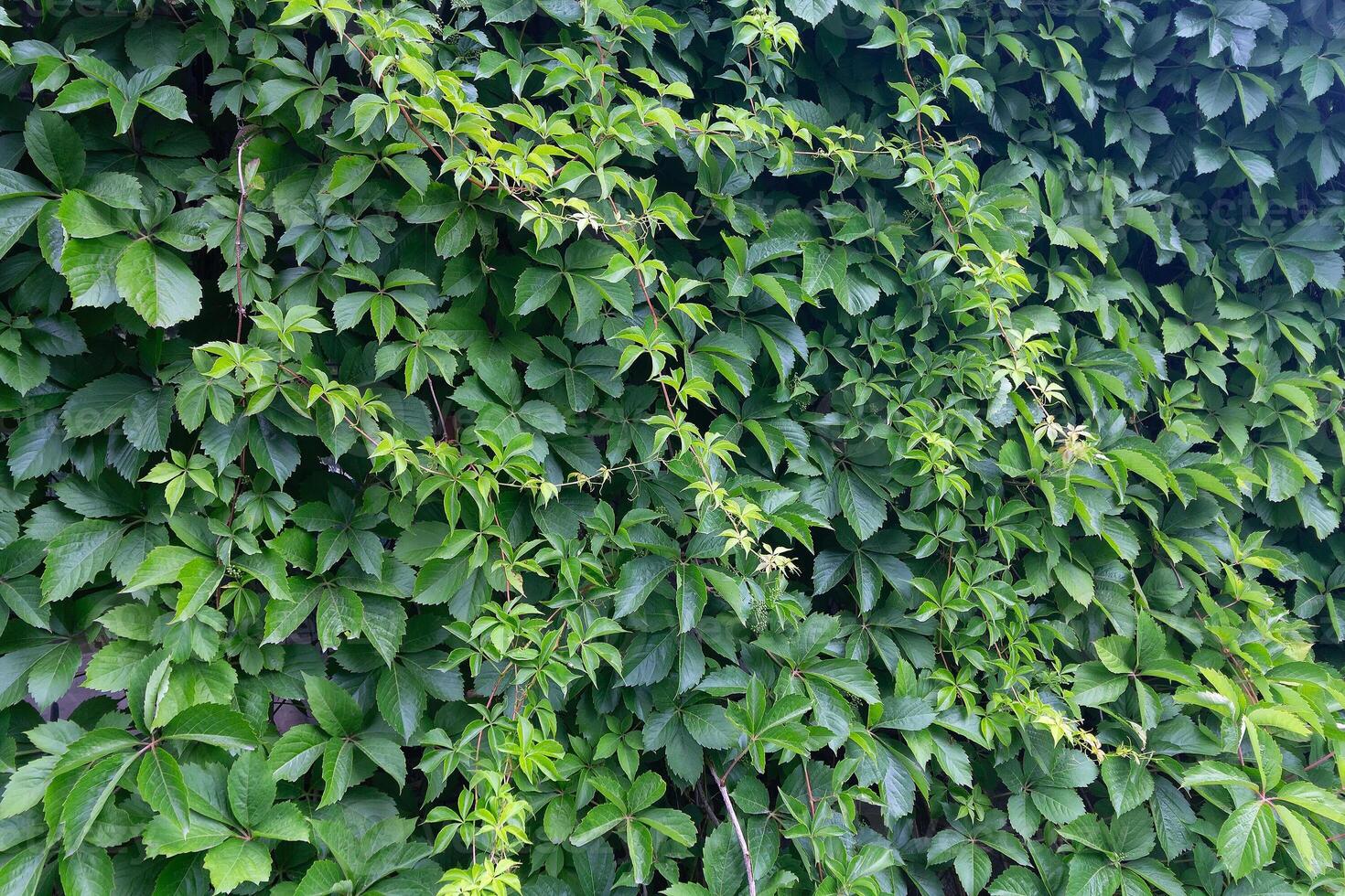 Virginia creeper against weathered wall. Nature photo