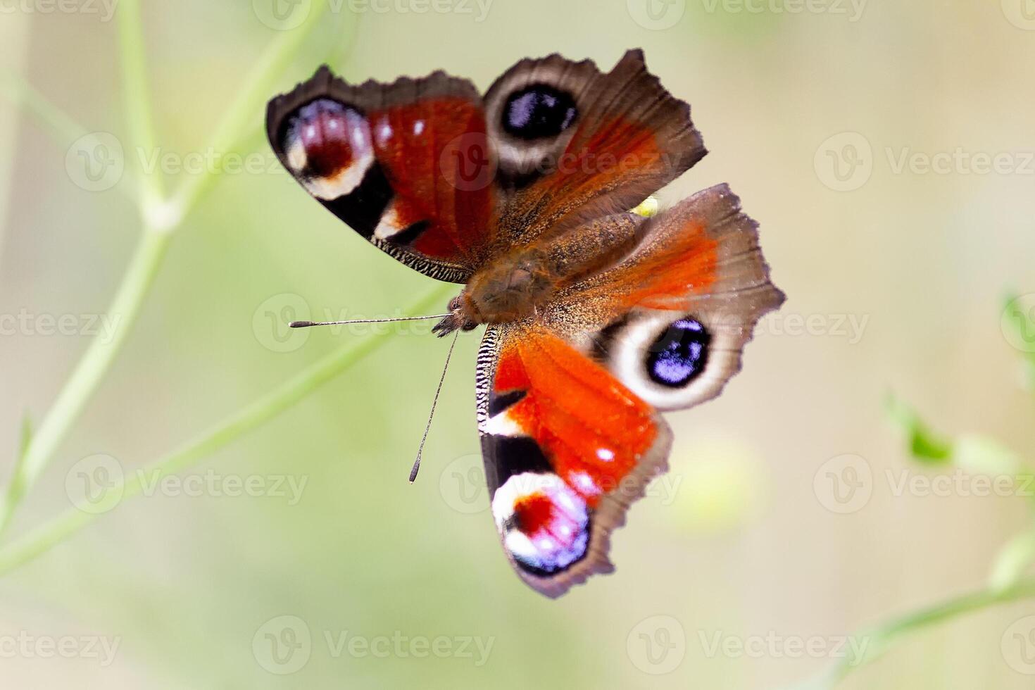 Peacock butterfly Aglais io, the European peacock sitting on a plnat on a meadow photo