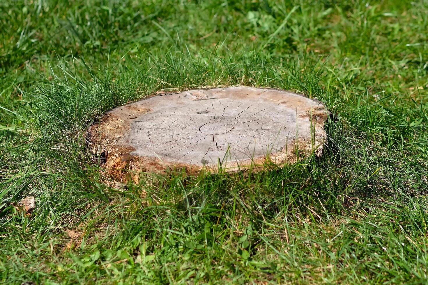 Old tree stump among the green grass photo