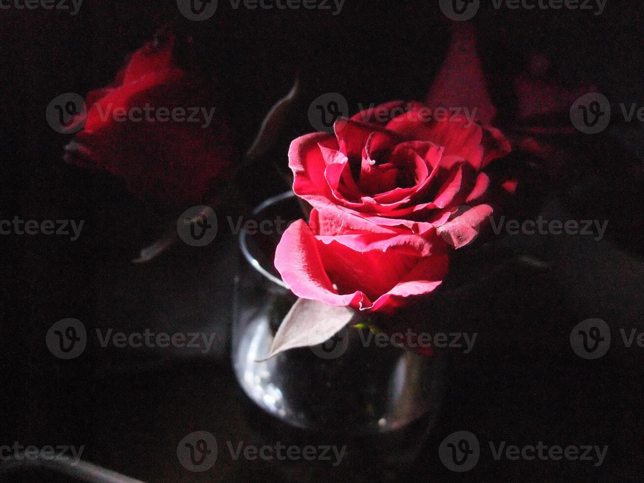 Roses in a glass vase illuminated by soft light create a romantic photo