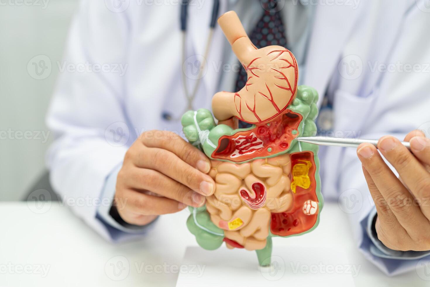 Digestive system with stomach and intestine, photo
