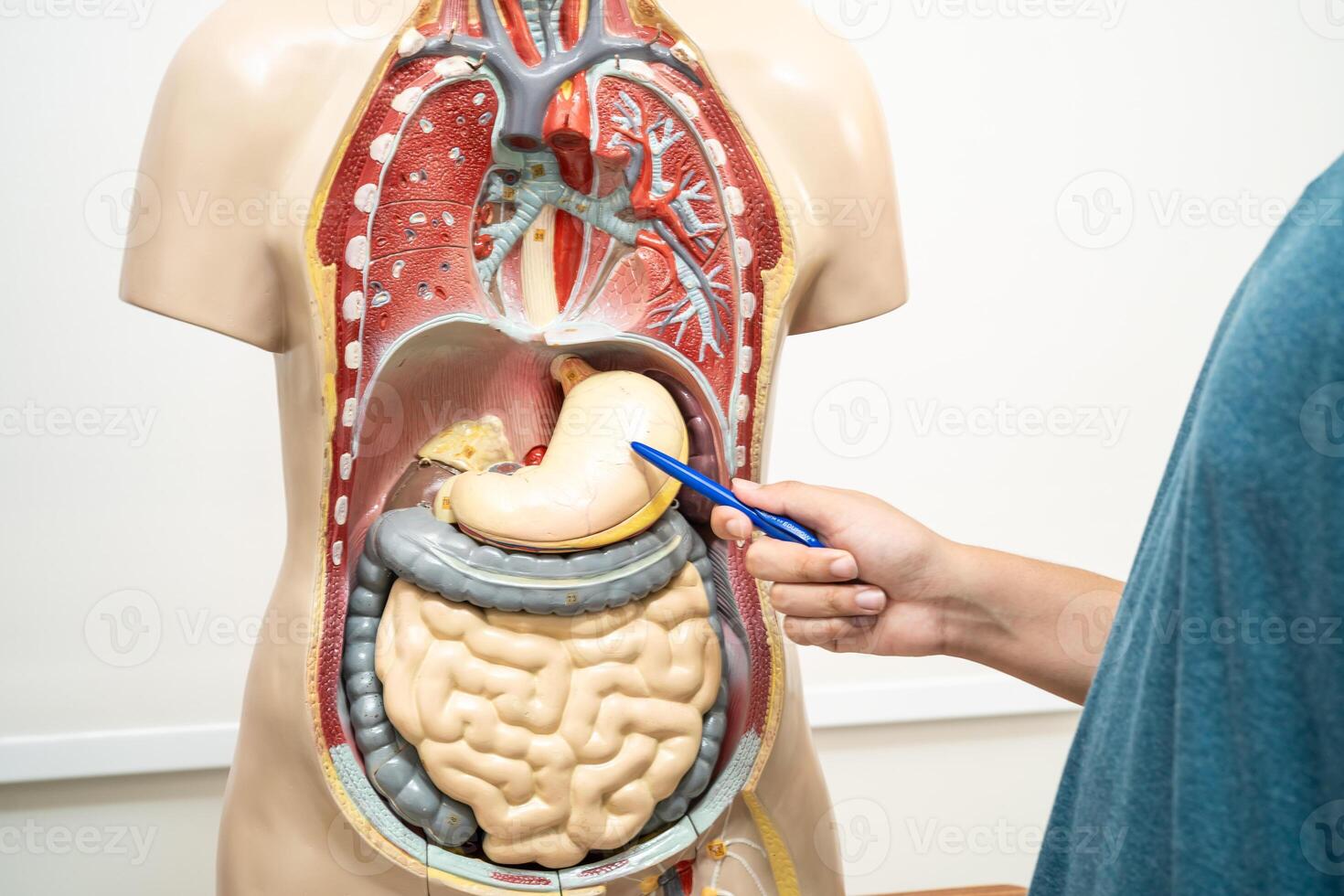 Student learning anatomy biology photo