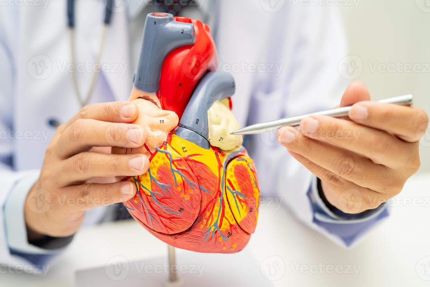 Cardiovascular disease heart photo