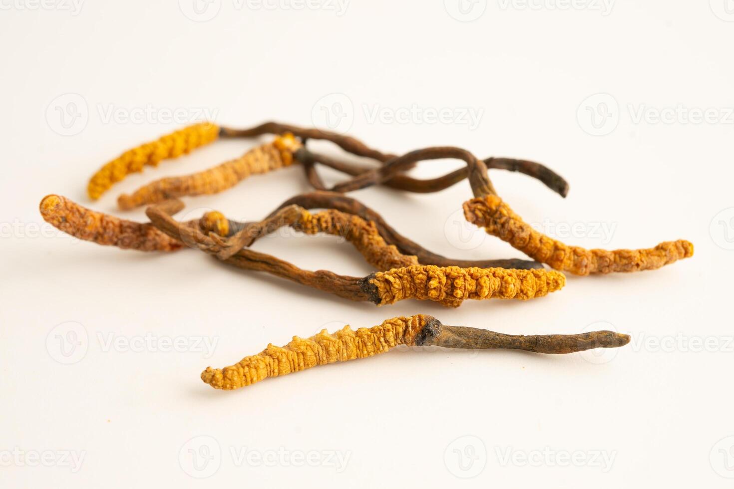 Cordyceps or Ophiocordyceps sinensis photo