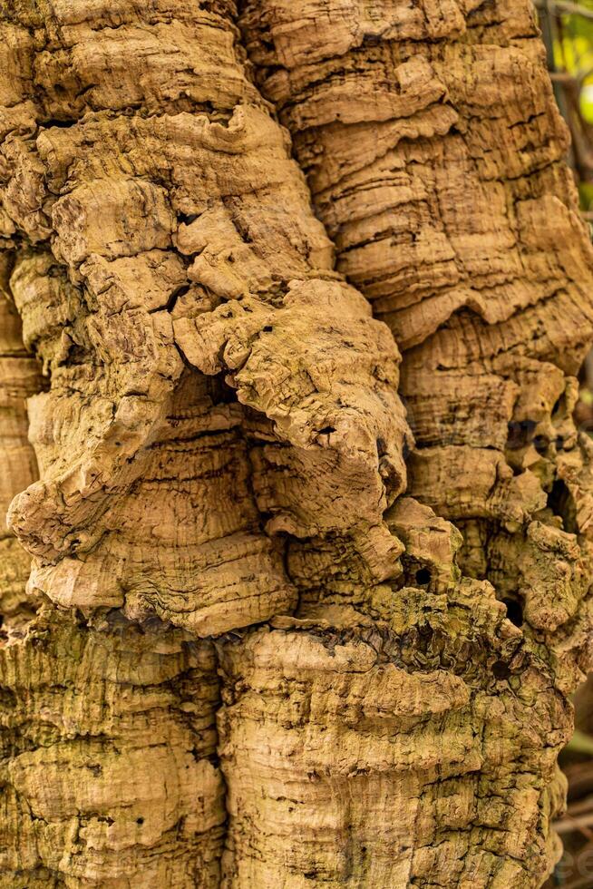 A fragment of a large texture of a tropical old tree, or a brown jungle tree. pronounced parts of the aging bark of a tree. photo