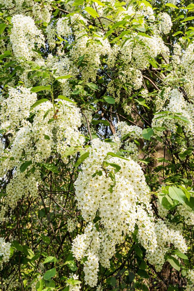 Branches of the white bird cherry. Spring natural background of blooming ornamental tree with white flowers. vertical front view. photo