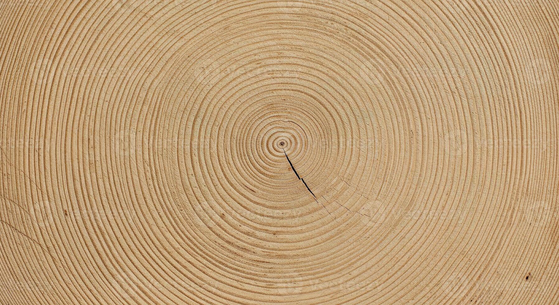 Whitewashed Fir Tree Stump with Pale Growth Rings and Delicate Grain photo