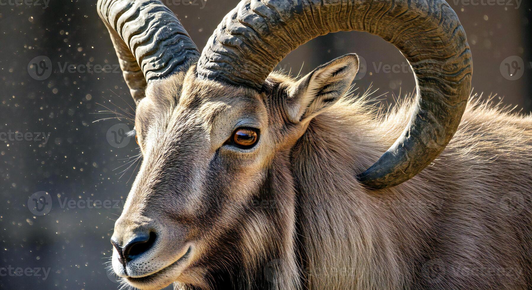 A ram with long horns standing in the rain photo