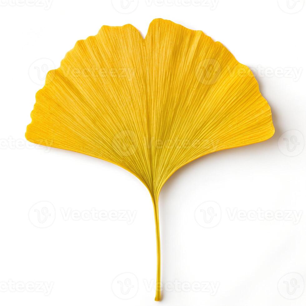 Vibrant Yellow Ginkgo Biloba Leaf Isolated on White photo