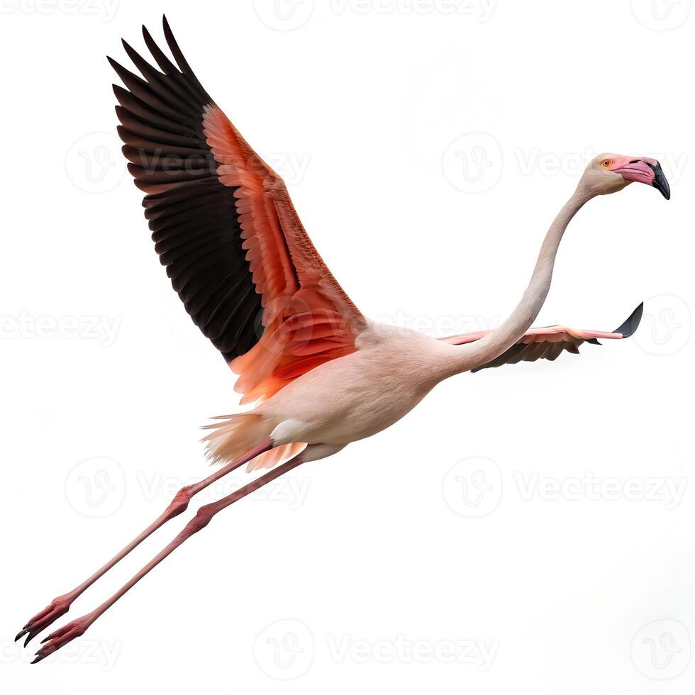 Flying Flamingo Isolated on White Background photo