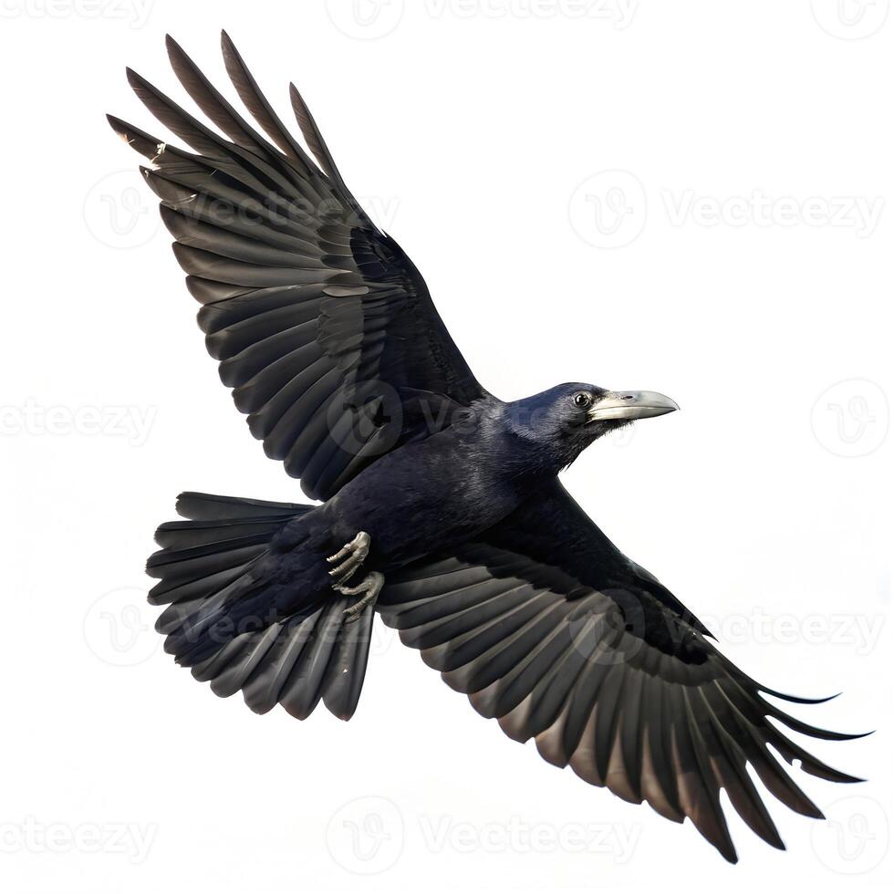 Rook Corvus Frugilegus Flying Isolated on White - Low Angle photo