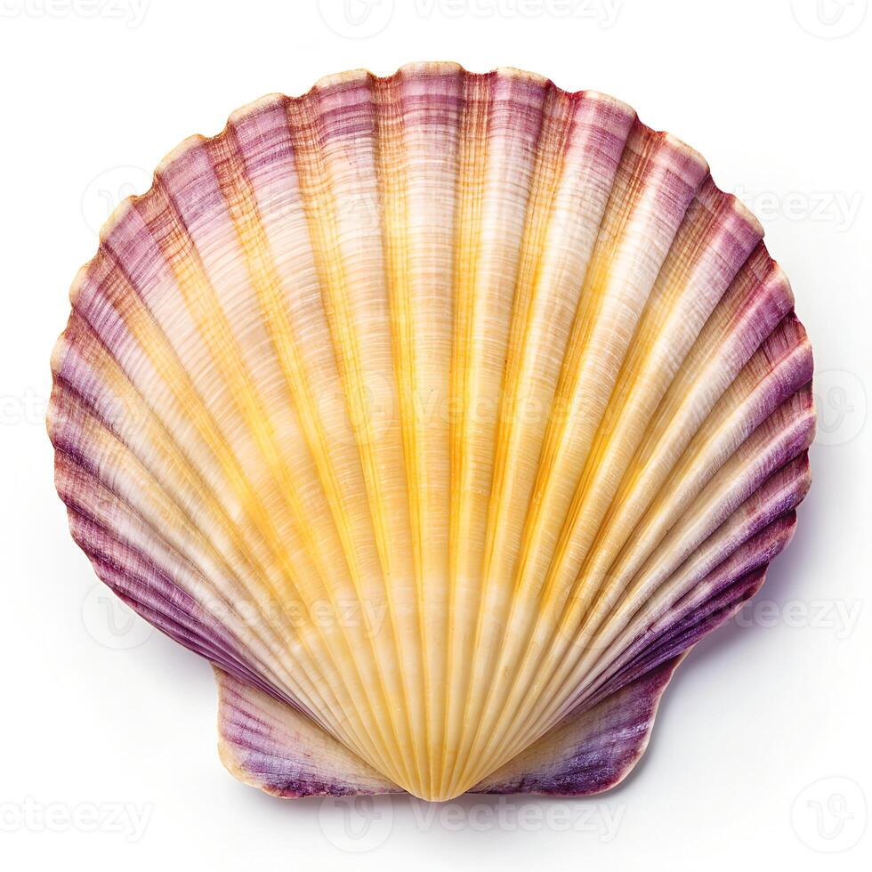 Beautiful Natural Scallop Shell with Vibrant Colors photo