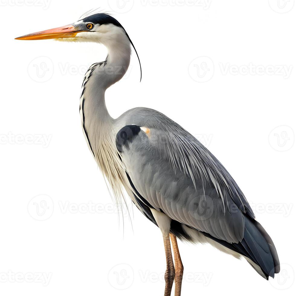 Grey Heron Standing Isolated on White Background photo